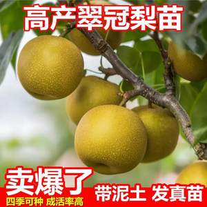 翠冠梨树苗接甜脆沙梨子果苗南嫁北树方种植盆栽栽绿植庭院盆地景