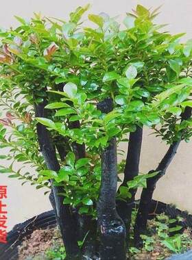 小叶紫檀盆景树桩植物花卉