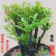 小叶紫檀盆景树桩植物花卉盆栽办公室内绿植耐寒四季 常青