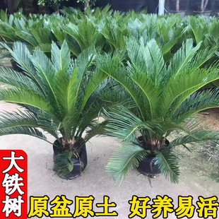 铁树盆栽植物小树苗苏铁四季常青室内阳台盆景龙铁好养绿植花卉