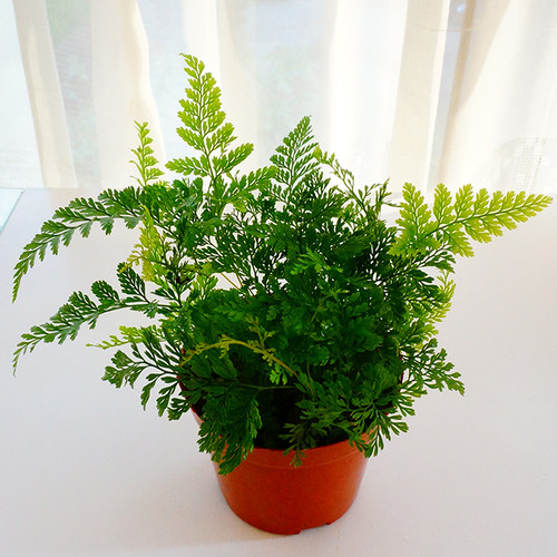 狼尾蕨耐荫植物多年生好养桌面