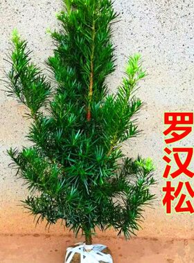 罗汉松树苗盆景小叶雀舌室