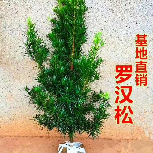 罗汉松树苗盆景小叶雀舌室