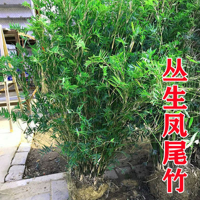 丛生凤尾竹盆栽米竹绿植庭院花卉