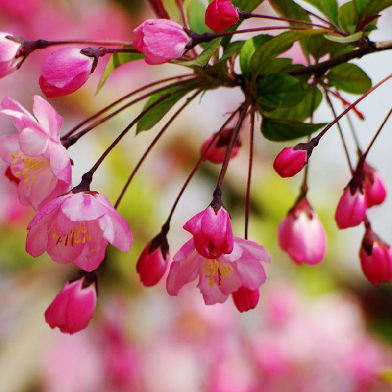垂丝海棠花树苗盆栽庭院地栽多年生耐寒多年生木本植物西湖海棠大