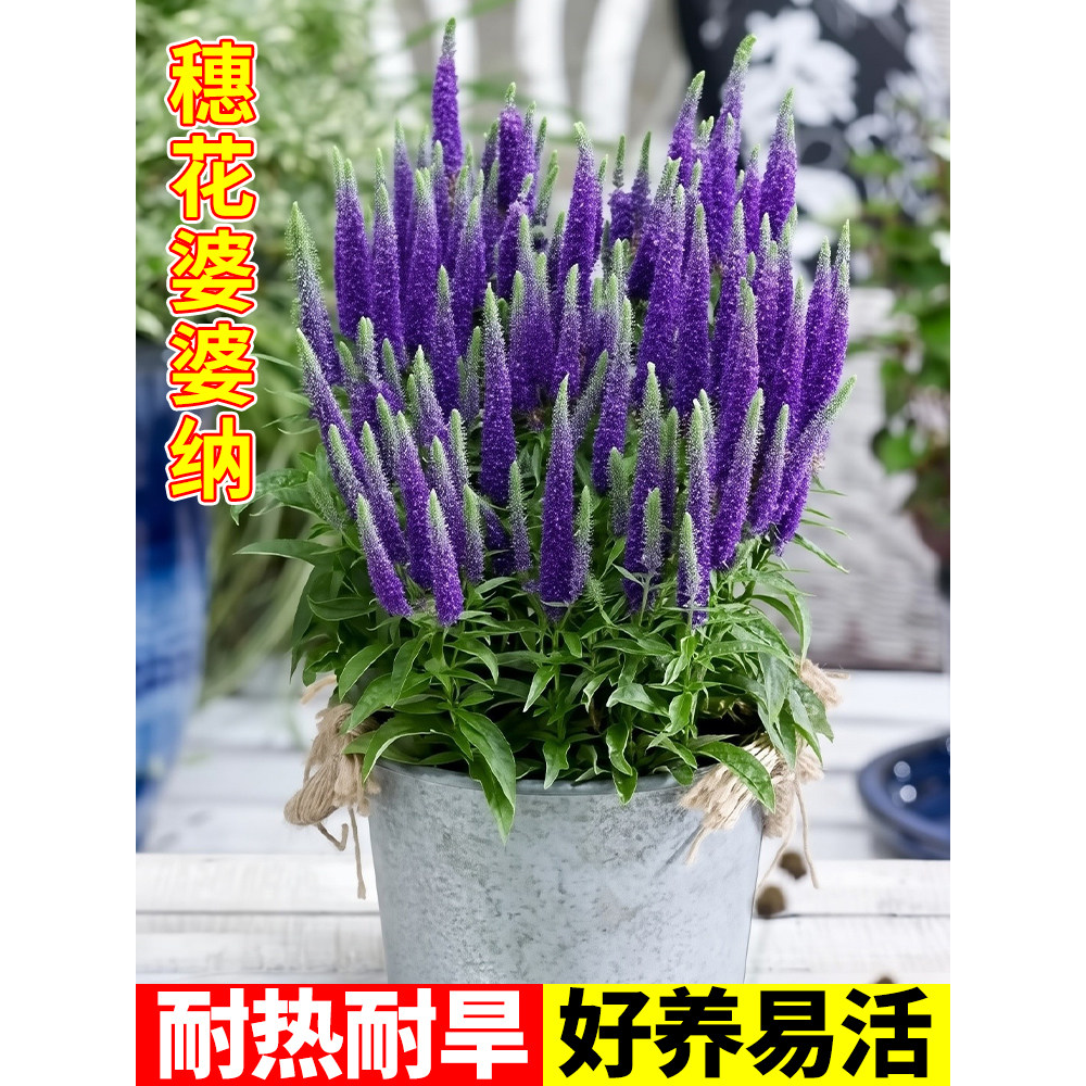 婆婆纳花境植物花苗盆栽蓝紫开花植物庭院耐热耐旱银叶穗花婆婆纳