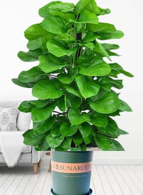 绿萝盆栽水培花卉室内客厅植物