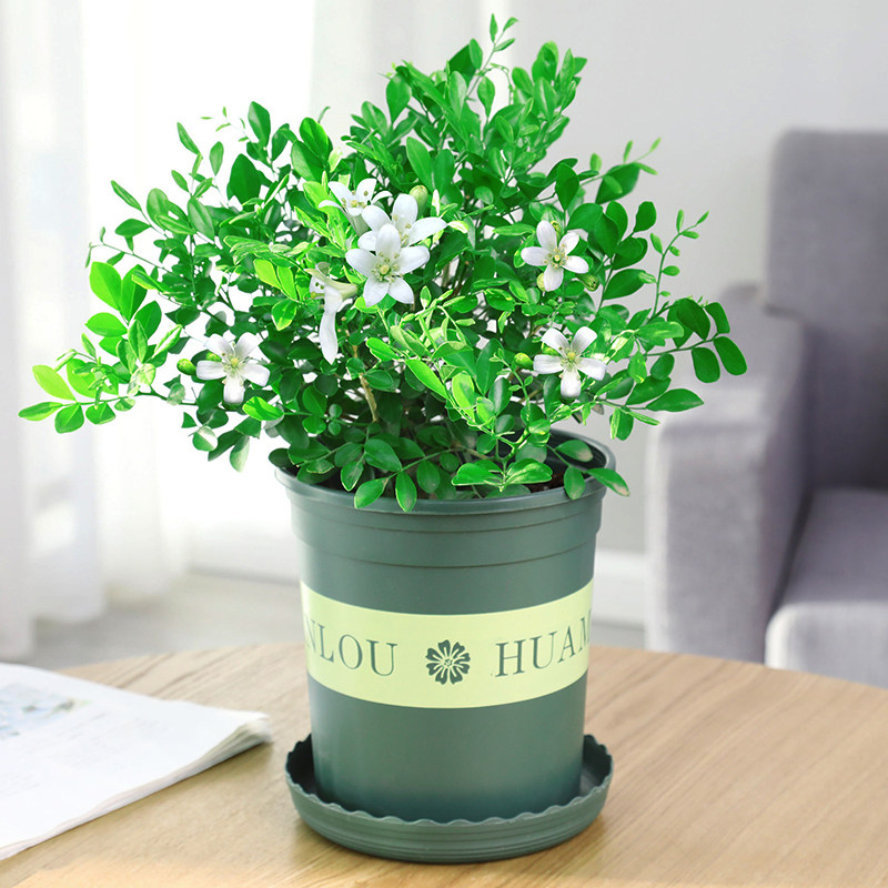 九里香盆栽室内老桩浓香型四季带花苞办公室桌面植物盆景绿植花卉,鲜花速递/花卉仿真/绿植园艺,绿植,淘宝优惠券,粉丝福利购,淘宝优惠卷