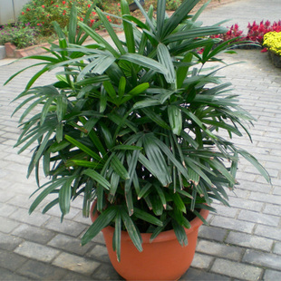 棕竹盆景中小型北欧风室内外绿植物四季常青花卉日本细叶棕竹盆栽