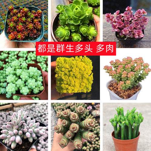 多头群生多肉植物碧玉莲多肉