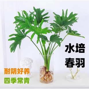 水培植物春羽盆栽蔓绿绒室内龟背竹春雨绿植常青绿萝好养办公桌面