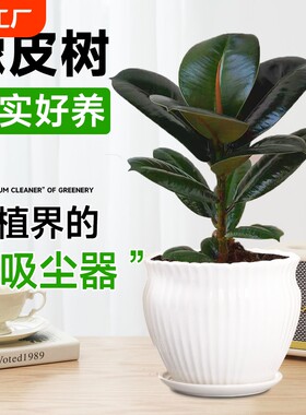 黑金刚橡皮树盆栽室内绿植
