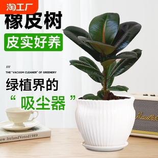 黑金刚橡皮树盆栽室内绿植四季好养易活橡胶树植物净化空气客厅