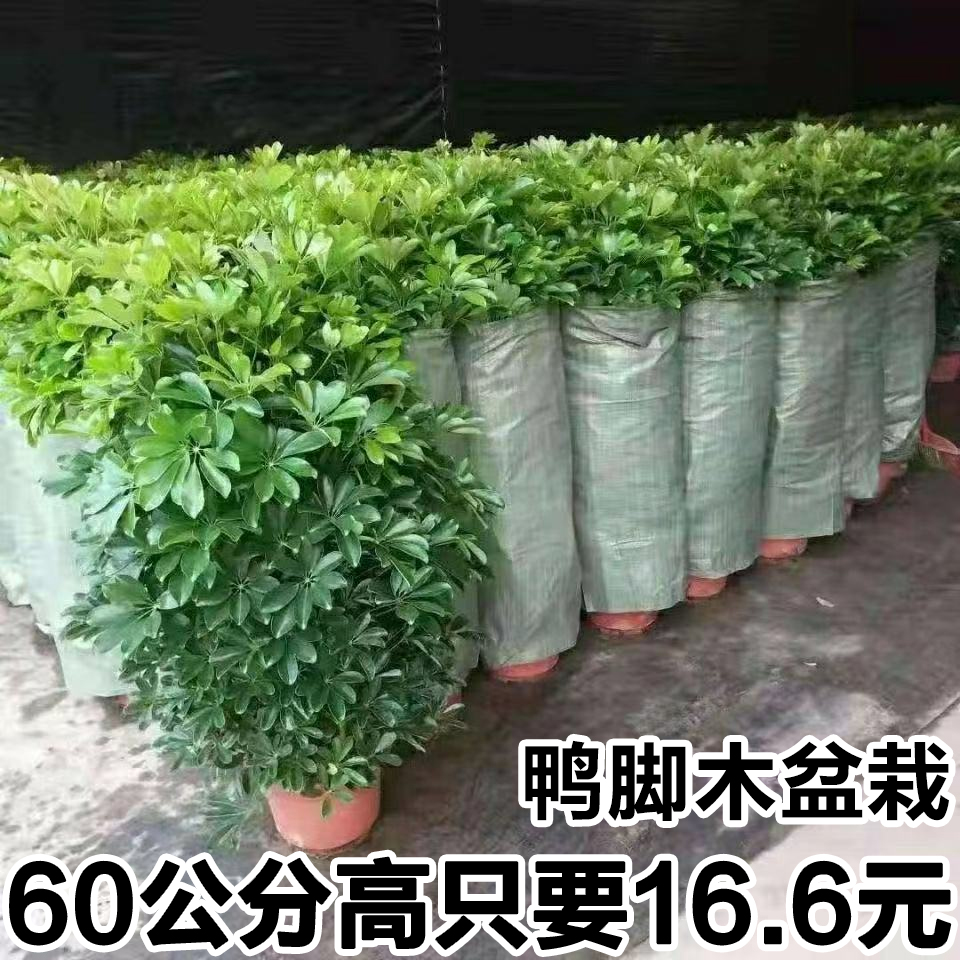 鸭脚木盆栽七叶莲八方来财