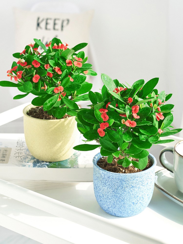 自然萃铁海棠木本花卉办公桌四季