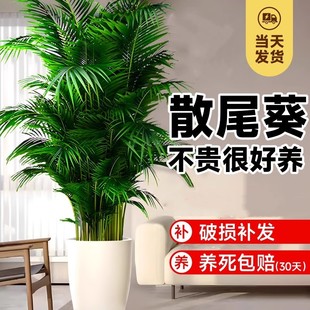 大型绿植散尾葵植物盆栽客厅室内办公室好养凤尾竹盆景天堂鸟花卉