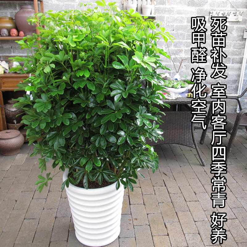 鸭脚木室内客厅盆栽绿植七叶莲树大盆景植物花卉常青四季鸭掌木