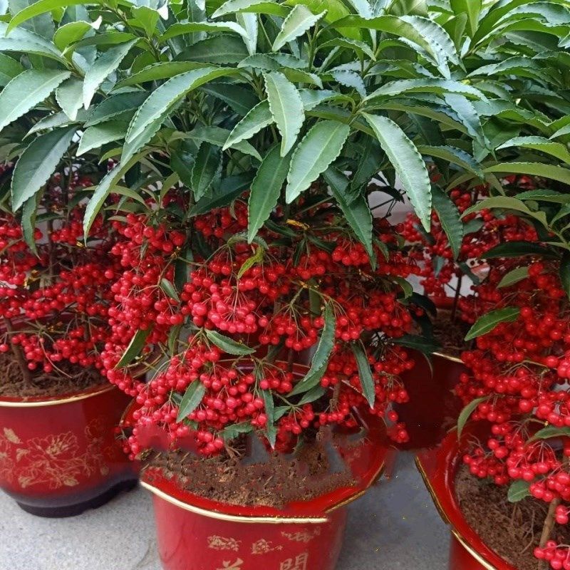 金玉满堂花 盆栽植物富贵籽盆栽黄金万两室内客厅绿植朱包邮