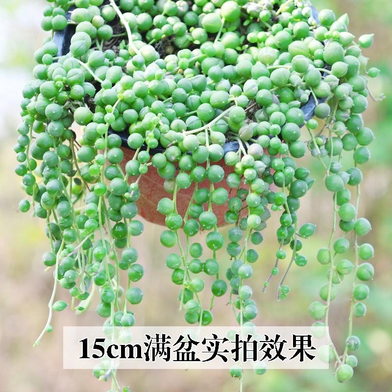 佛珠珍珠吊兰情人泪花多肉植物桌面盆栽阳台垂吊花卉室内悬挂绿植