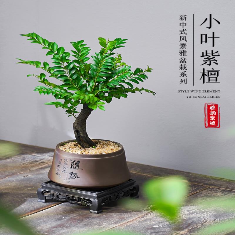 小叶紫檀盆景老桩植物室内