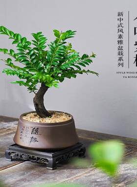小叶紫檀盆景老桩植物室内