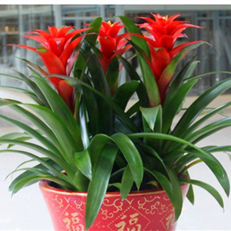 带花鸿运当头室内花卉绿植客厅大盆景植物凤梨花盆栽好养