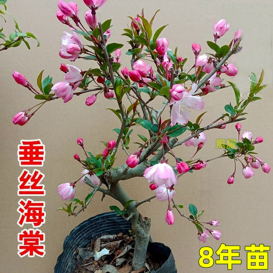 垂丝海棠花盆栽庭院好养植图片