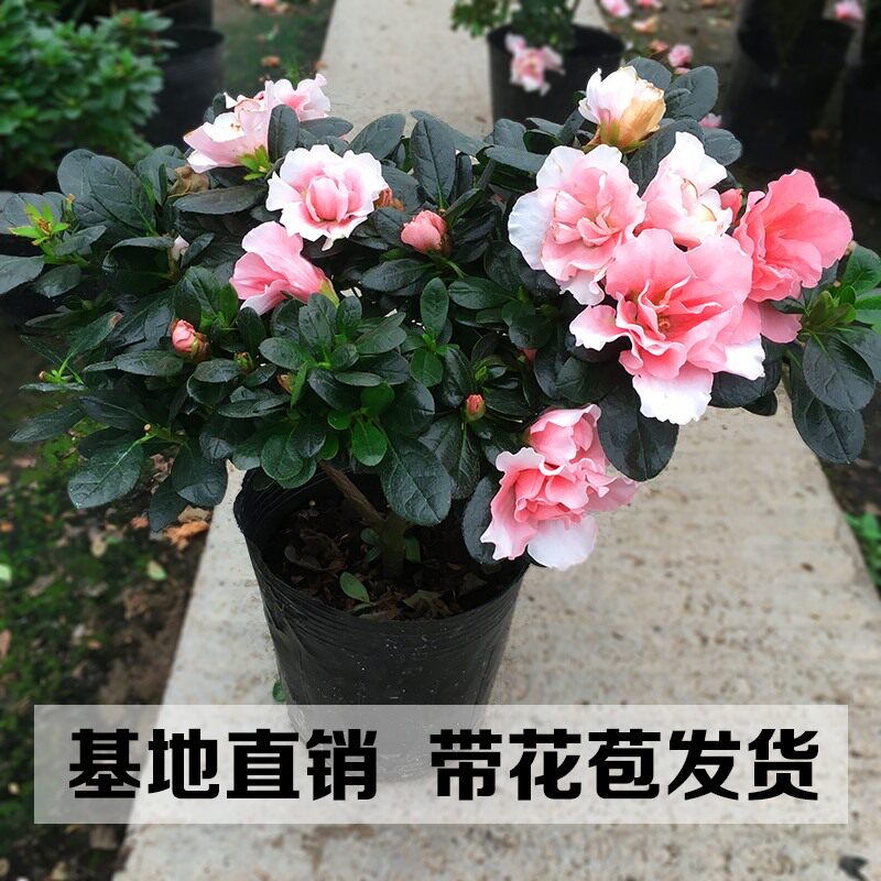 粉杜鹃花苗室内客厅盆景花卉绿植多季开花阳台庭院红杜鹃