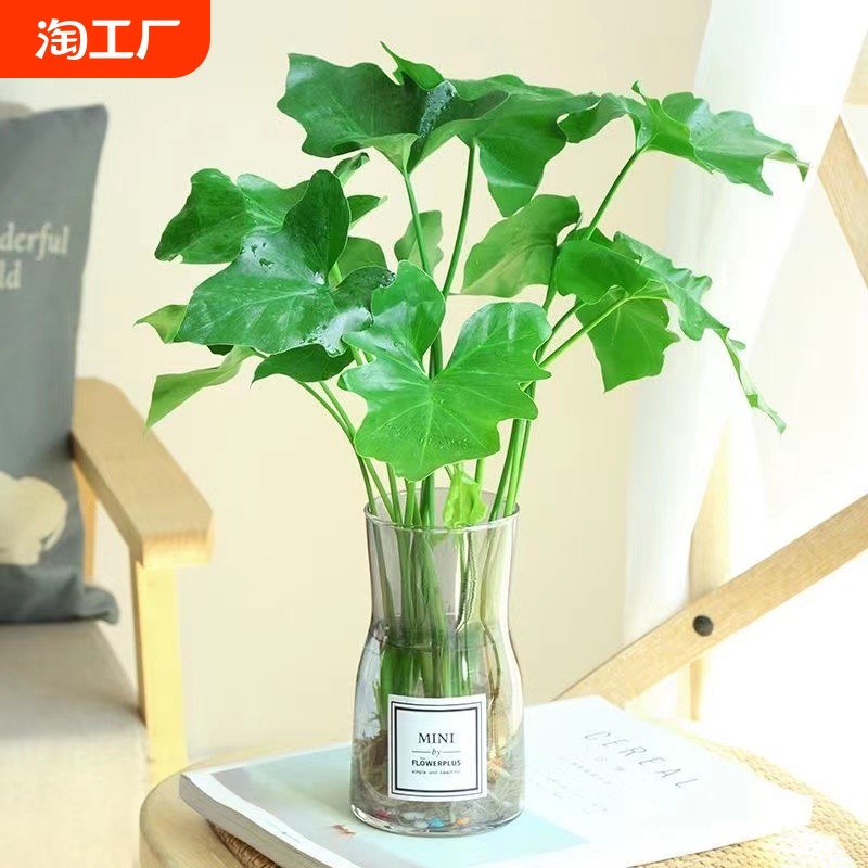 水培春羽盆栽室内客厅花卉水养大叶绿萝好养春雨绿植物大型卧室