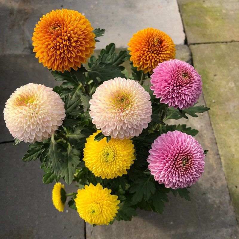 乒乓菊花苗带花盆栽重瓣大花球菊花卉客厅室内阳台花植物观赏绿植