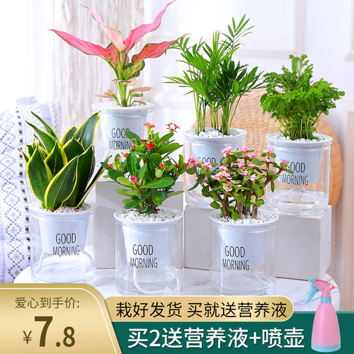 带盆栽好早安易养开花四季绿植