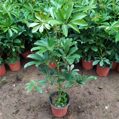 绿植鹅掌观叶【】客厅室内