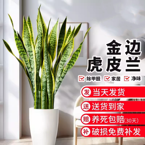金边虎皮兰盆栽花卉多肉水