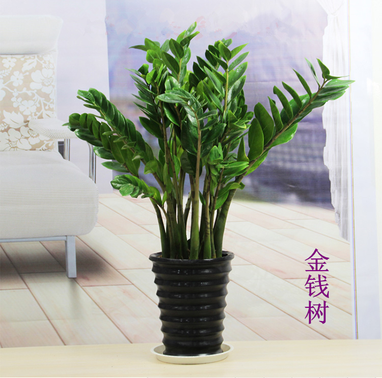 金钱树室内客厅大绿植盆栽大叶盆景花卉植物观叶常青土培包邮好养