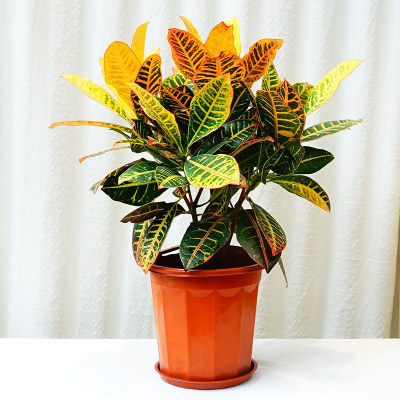 黄金叶七彩观叶植物趣味变叶木