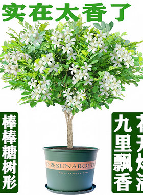 浓香庭院开花苗易养七里四