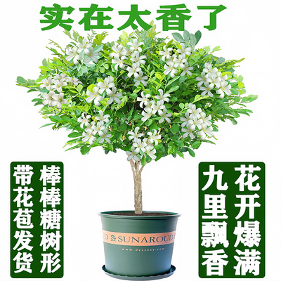 浓香庭院开花苗易养七里四