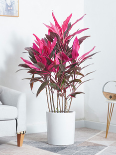 红叶铁植物室内客厅盆栽花卉绿植红叶朱蕉紫竹大型盆景水培富贵竹