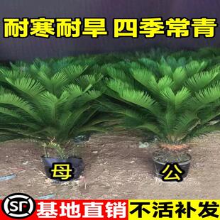 铁树盆栽绿植花卉树苗大盆景苏铁开花公母客厅室内绿植好养植物