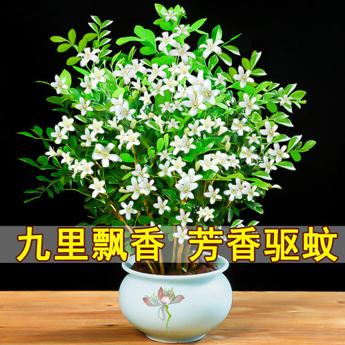 花苗客厅九里香阳台盆栽