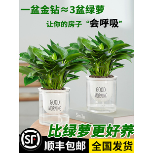 金钻盆栽绿萝箩花卉植物室内花水培绿植多肉好养易活发财树吸甲醛