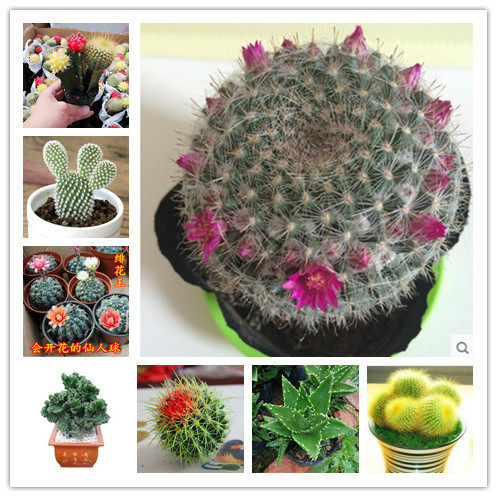 金虎仙人球仙人掌盆栽办公室电脑绯花玉多肉植物肉肉绿植盆景金琥