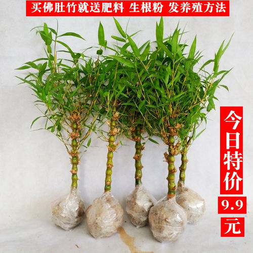 矮化佛肚竹盆栽罗汉景绿色