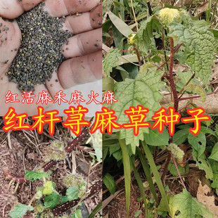 四川一年生品种红活麻种子红杆荨麻草种子红火麻种子红霍麻种子