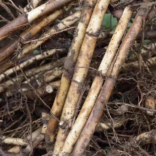 四川遂宁正宗野生新鲜苇根芦根茅根芦苇芦柴苇子中药材现挖芦苇苗