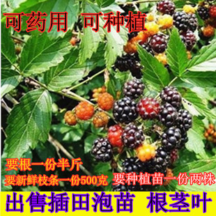 四川新鲜中药材插田泡苗复盆子根大乌泡枝叶乌沙莓回头龙抛秧泡