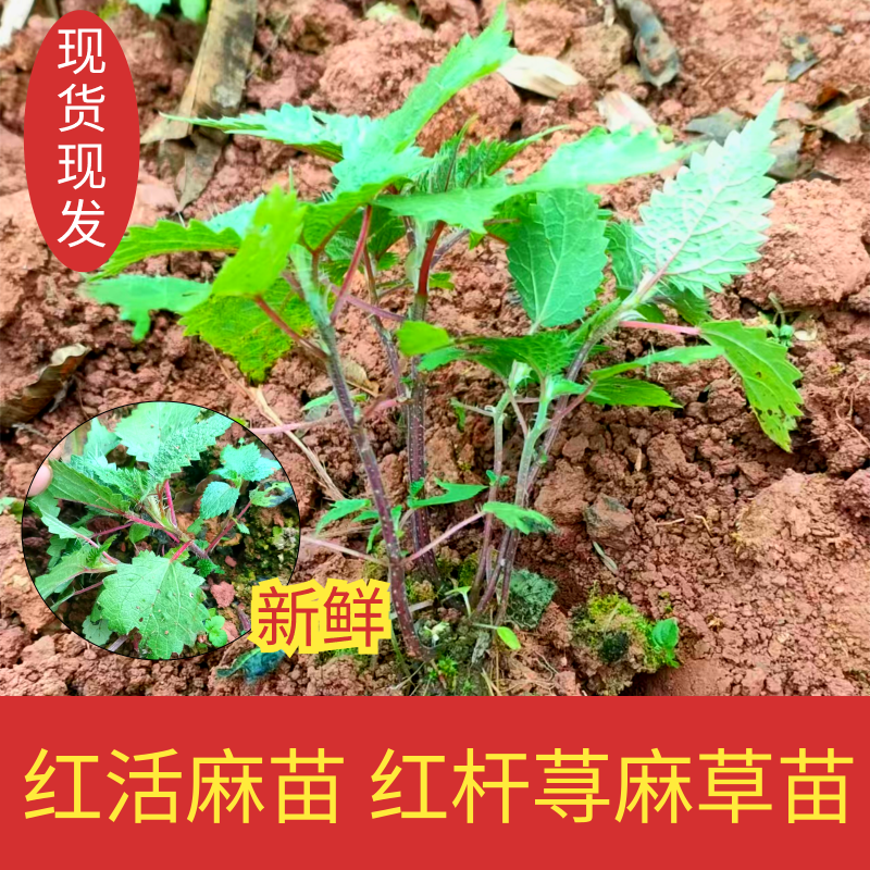 正宗红活麻苗子 红杆荨麻草苗红豁麻苗红盒马苗红禾麻苗活麻种 - 实物图