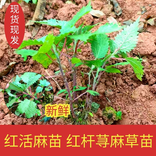 正宗红活麻苗子 红杆荨麻草苗红豁麻苗红盒马苗红禾麻苗活麻种