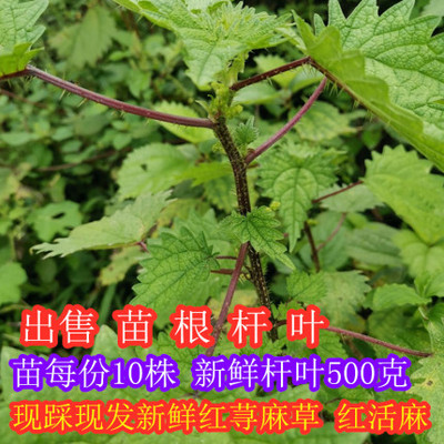 新鲜四川红活麻荨麻草藿苗红活根