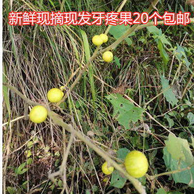 新鲜牙疼果散装四川黄果茄刺天茄